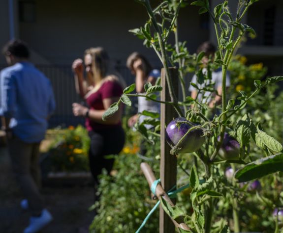 Sacramento Community Garden